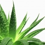 EIE ALOE VERA  30 ml gocce